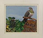 Tui Wood Pigeon Te Titoki Point by Russell Jackson
